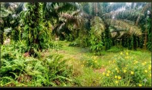 IMG-20260619-WA0000
